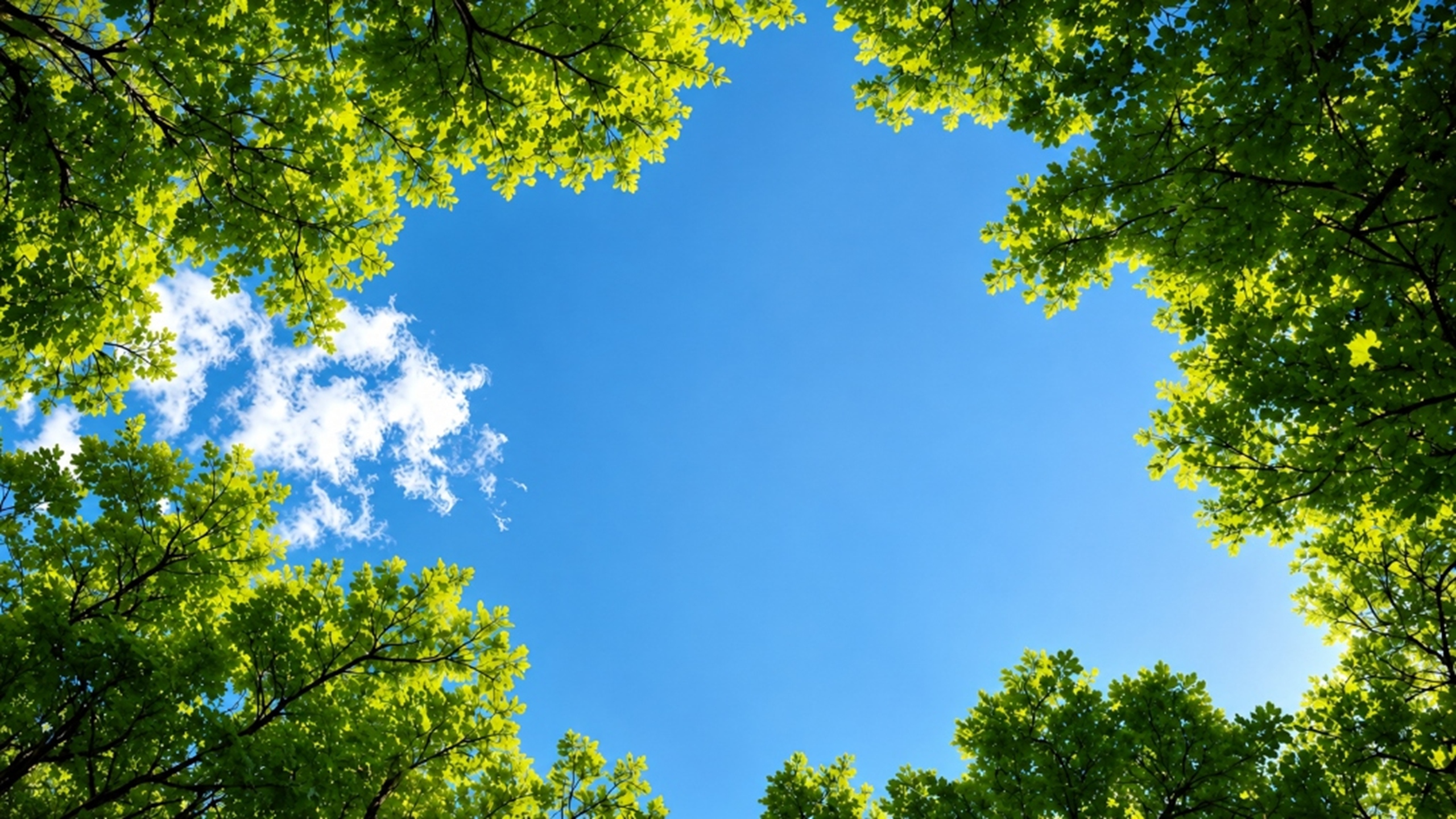 Copa das árvores e céu azul